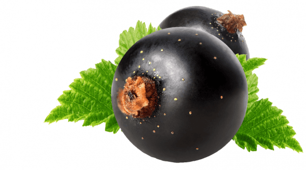 CurraNZ - New Zealand Blackcurrant Supplement | product-specification-image